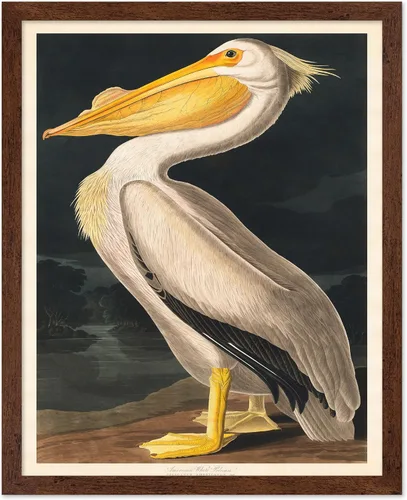 Miniatura 10 de Poster Master Vintage James Audubon Póster - Impresión Retro de Cuervo - Arte de Aves de América - Arte de Aves - Regalo para Hombres, Mujeres