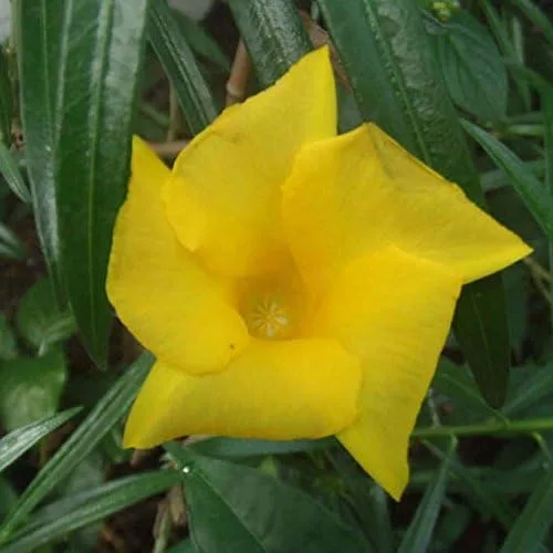 Miniatura 2 de Adelfa amarilla (Thevetia neriifolia) - Paquete de 2 Semillas
