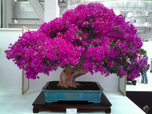 20 semillas de árbol de bonsái de flor de cerezo, floración púrpura vibrante, fácil y divertido de cultivar. Plantación para el hogar o el jardín,