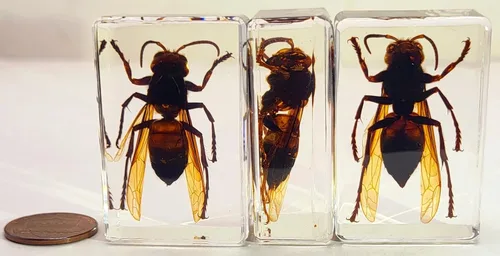 Miniatura 7 de 44mm Escorpión real asiático gigante en resina de lucite transparente cristal, especímenes de artesanía, insectos de animales varios, colección