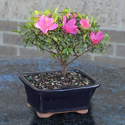 Miniatura 6 de Brussel's Bonsai Live Satsuki Azalea - Árbol bonsái con flores – Pequeño, 5 años, 5 a 8 pulgadas – Bonsai al aire libre en maceta de cerámica