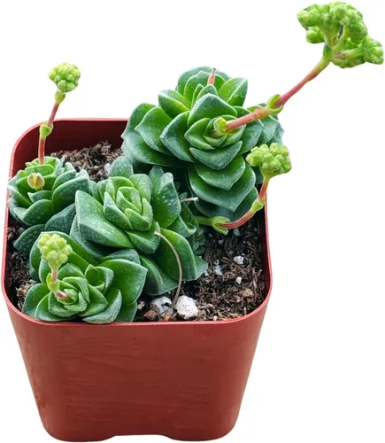 Miniatura 12 de Suculentas plantas vivas de 2 pulgadas, Planta rosario variegada, minisuculentas, plantas de interior de fácil cuidado enraizadas en mezcla