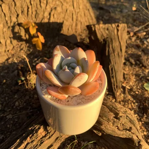 Miniatura 6 de Plantas suculentas vivas Echeveria Laui de 2.5 pulgadas, suculentas rojas raras con raíz desnuda sin tierra de maceta, plantas vivas para decoración