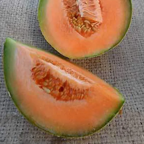 Semillas de melón orgánico Sierra Gold – 1 onza ~ 1000 semillas – Orgánico, Heirloom, polinizado abierto, sin OMG, semillas de jardinería de granja