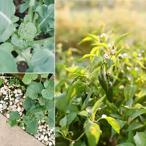 Miniatura 4 de Sereniseed Semillas vegetales orgánicas certificadas (paquete de 20) – sin OMG, polinizadas abiertas – Albahaca, guisante a presión, brócoli