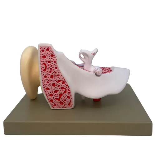 Miniatura 3 de Eisco Labs - Modelo de oreja - Modelo de oreja humana 3X modelo ampliado con 3 piezas - Modelo de anatomía humana - 29 características anatómicas