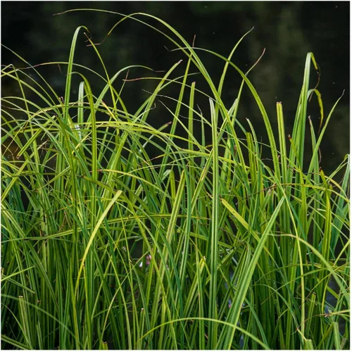 Miniatura 5 de Everwilde Farms - 300 semillas comunes de hierba nativa de Tussock Sedge - Paquete de semillas Gold Vault