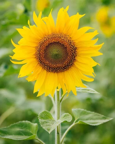 Miniatura 2 de Mezcla de semillas de girasol de reliquia de color rosa, morado, rojo, amarillo, mezcla de variedades enanas gigantes, 100