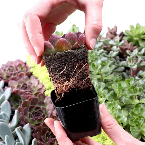 Miniatura 4 de Mountain Crest Gardens Paquete a granel de suculentas surtidas, 25 plantas vivas en macetas de 2 pulgadas, suculentas reales para interiores
