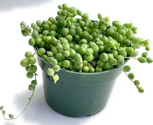 Miniatura 3 de FATPLANTS San Diego - Plantas suculentas totalmente arraigadas en macetas de 4.0 in con macetas – suculentas en macetas reales vivas