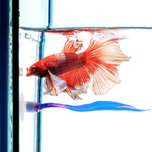 Miniatura 4 de WILLBOND 2 piezas de silicona azul Betta Fish Bed Leaf Hamaca Betta Fish Tank Accesorios Decoraciones para adornos de acuario, práctico lugar