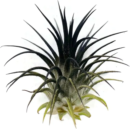 Planta de aire Tillandsia Ionantha de Guatemala, planta de aire viva Tillandsia de Guatemala, llegada saludable garantizada, excelente planta de