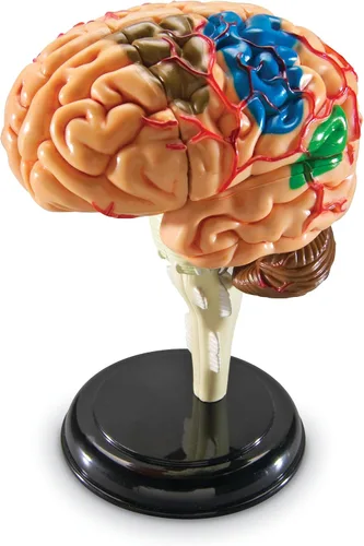 Miniatura 3 de Modelo de cerebro Learning Resources