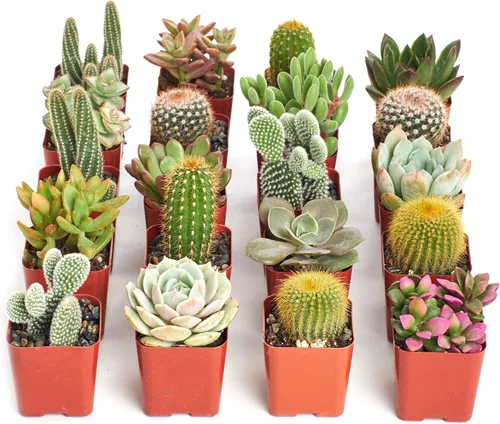 Miniatura 12 de Shop Succulents Can't Touch This Collection Surtido de plantas de cactus de interior vivas seleccionadas a mano, totalmente arraigadas, paquete