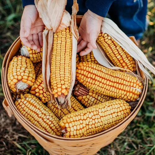 Wachter's True Gold Dent Maíz – 4 onzas a granel (~300 semillas) – Variedad de reliquia, semillas de maíz de campo sin OMG para plantar en el jardín