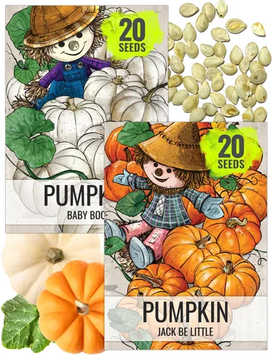 Miniatura 18 de Seed Needs, Colección de paquetes de semillas de rábano multicolor (6 variedades individuales de semillas de rábano para plantar) sin OMG y sin