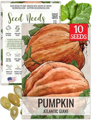 Seed Needs Semillas de calabaza para plantar calabazas gigantes del Atlántico – Semillas de verduras sin OMG y sin tratar para plantar un jardín de