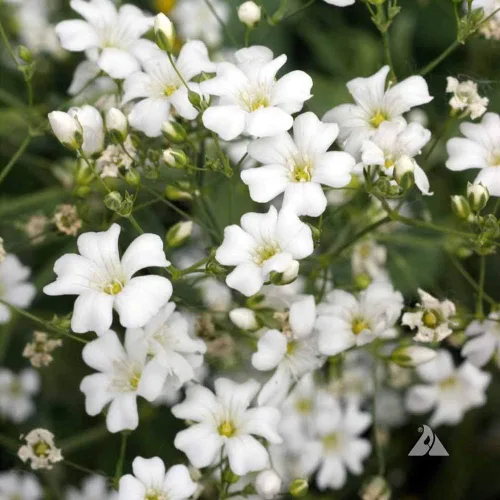 Miniatura 5 de Outsidepride Gypsophila White Baby - Semillas de aliento de bebé – 1/4 lb. Semillas de flores silvestres resistentes anuales, fáciles de cultivar