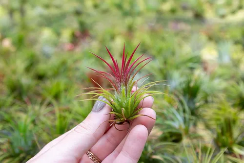 Miniatura 5 de Plantas Aéreas Ionantha Mexicanas - Los colores y la forma varían debido a la estacionalidad - Plantas Suculentas Tillandsia Vivas para Casa