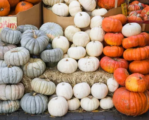 Miniatura 4 de Semillas de calabaza de lujo de invierno, reliquia, textura sedosa de reliquia para un pastel perfecto. Esta maravillosa calabaza pequeña tiene una
