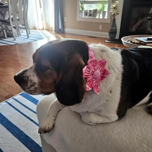 Miniatura 6 de Collar de perro Lionheart Glory, collar de perro rosa con flor, lindo collar para mascotas con patrón floral ajustable para perros pequeños Rosado