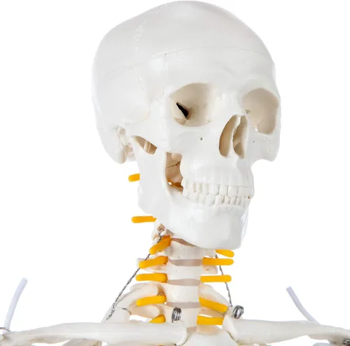Miniatura 4 de Axis Scientific Mini modelo de esqueleto humano con soporte de metal, 31 pulgadas de alto con brazos y piernas extraíbles, fácil de montar, incluye