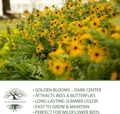 Miniatura 6 de Semillas de flores Susan de ojos negros, más de 3000 semillas por paquete, flores silvestres amarillas brillantes, nombre botánico: Rudbeckia hirta