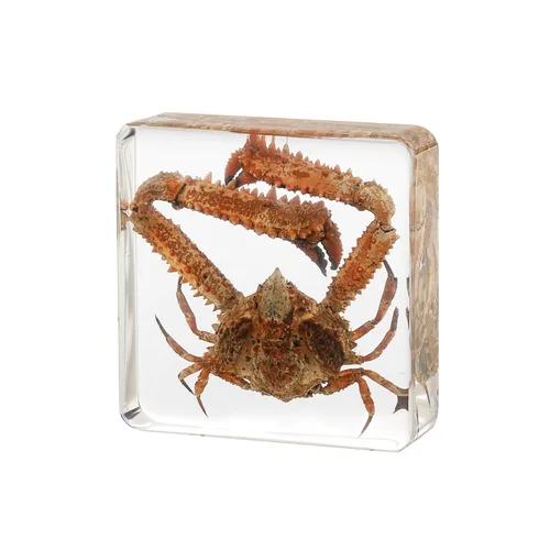 Miniatura 11 de Pulpo de taxidermia, especímenes de pulpo real, espécimen de animales en resina para educación científica en el aula, gran regalo para fanáticos