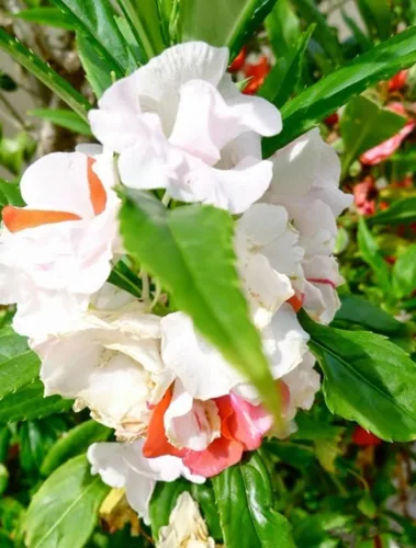 Miniatura 3 de 100PCS Semillas dobles Camelia Impatiens Color mezclado Impatiens Balsamina Semillas