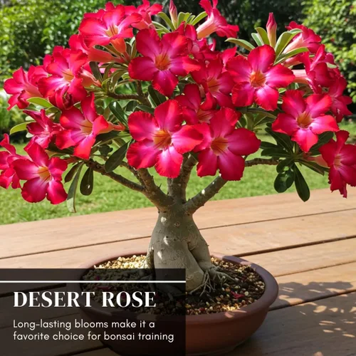 Miniatura 3 de 20 semillas de rosa del desierto de colores mixtos para cultivar 20 semillas Adenium Obesum Seeds to Grow.. Planta bonsái exótica