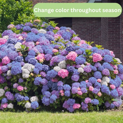 Miniatura 3 de Plantas de árbol de arbusto de hortensias vivas, 5-9 pulgadas de alto, sin maceta, inactivas en invierno, cambian de color, plantación perenne
