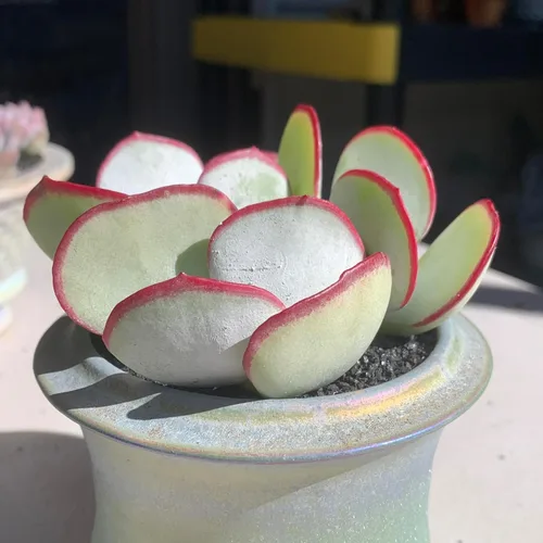 Miniatura 3 de Plantas Suculentas Vivas Echeveria 'White Eyebrow' 2 pulgadas Paquete de 3, Suculentas Verdes Raras Raíz Desnuda Sin Tierra de Maceta, Plantas Vivas