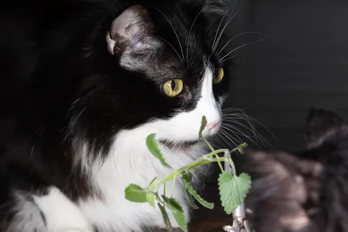Miniatura 6 de Semillas de hierba gatera para plantar, más de 4400 hierbas, cultivo en interiores o exteriores, reliquia, sin OMG, a los gatos les encantan