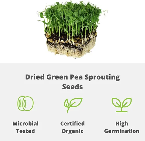 Miniatura 3 de Handy Pantry Brand - Semilla orgánica certificada para germinar guisantes verdes secos – 1 libra – Guisante verde para brotes, plantación de jardín
