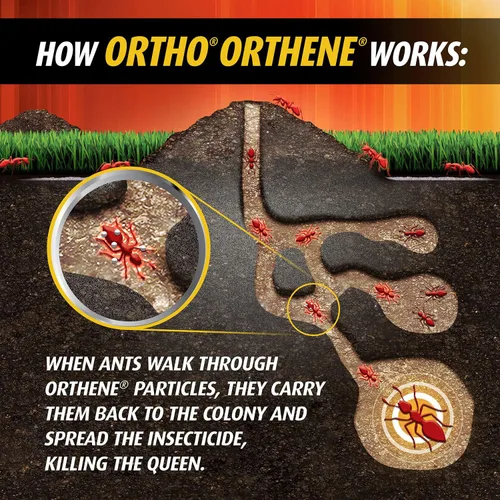 Miniatura 8 de Ortho Orthene Fire Ant Killer1, 12 onzas (paquete de 12)