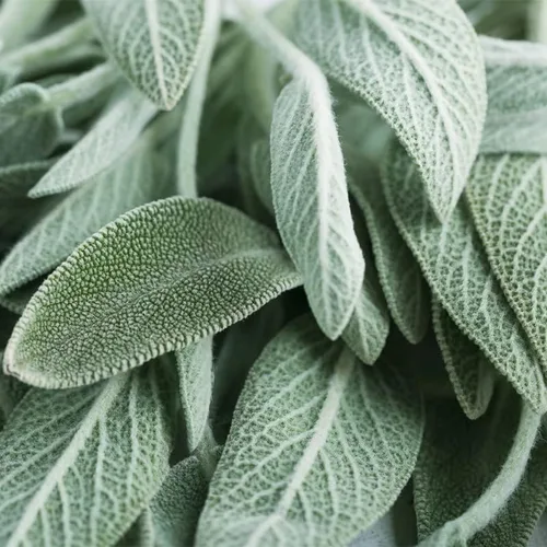 Miniatura 8 de Hoja ancha de salvia (50 semillas)
