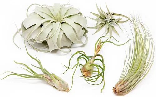 Paquete de 5 plantas de aire grandes de Tillandsia – Xerographica, Juncea, Bulbosa, Caput Medusae y Harrisii, plantas suculentas vivas disponibles