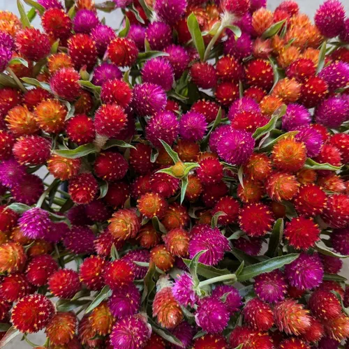 Miniatura 4 de Más de 1000 semillas de amaranto globo para plantar, semillas de flores de gomphrena de amaranto, pompones, sin OMG, semillas de plantas