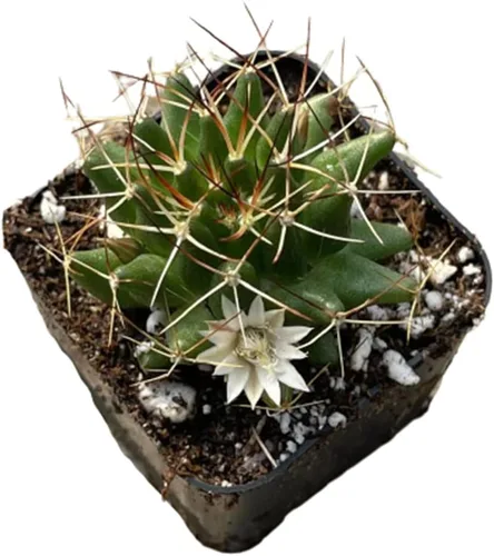 Miniatura 14 de Plantas de cactus suculentas vivas de USKC (cadena de reloj abigarrada Crassula Muscosa de 2 pulgadas)