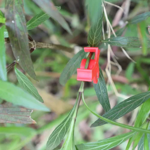Miniatura 4 de LucyPhy Paquete de 30 dobladores de plantas con ángulos ajustables, clips de entrenamiento de plantas para entrenamiento de bajo estrés, 90 grados