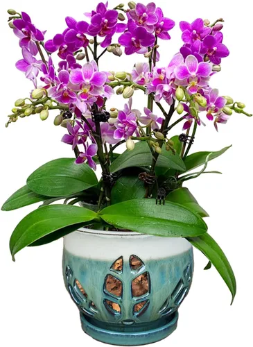 Miniatura 17 de W&W Maceta de orquídeas con agujeros y platillo para trasplantar, azul, 6.5 pulgadas