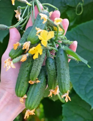 Miniatura 4 de Semillas Pepino Envy of The Neighbors F1 Hybrid Open-Polinated Vegetable for Planting Non-GMO - Tiempo de cosecha 40 días