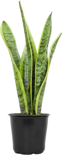 Planta de serpiente viva, Sansevieria trifasciata Laurentii, Planta de interior completamente arraigada en maceta, Planta de sansevieria lengua de
