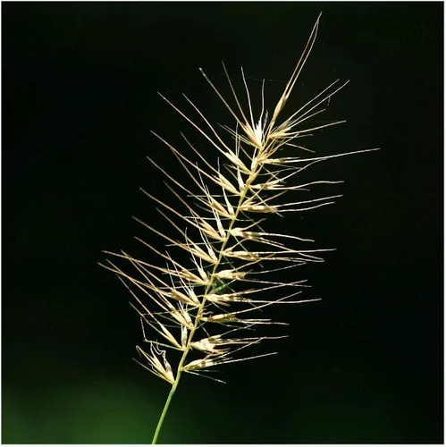 Miniatura 2 de Everwilde Farms - Semillas de hierba nativa Bottlebrush de 1 onza - Gold Vault
