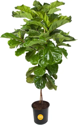 Miniatura 20 de Costa Farms Árbol de higuera de hoja de violín, Ficus Lyrata vivo de 3 a 4 pies, purificador de aire, grande, fácil de mantener, planta de piso