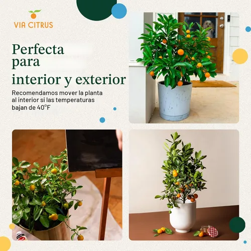 Miniatura 7 de Calamondin Tree - Plantas vivas para exteriores de 18 a 22 pulgadas de alto, árboles frutales de interior enanos, plantas vivas que no se pueden