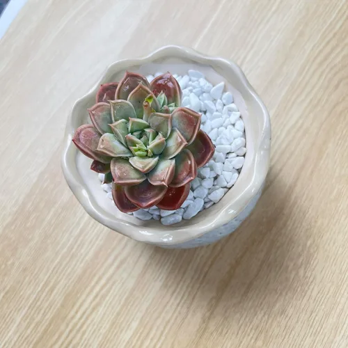 Miniatura 6 de Succulent Plants Live– Easy Care Bare Root Succulents for Indoor Outdoor Decor, Mini Live Plants for Home, Garden, Office, & Gift Ideas