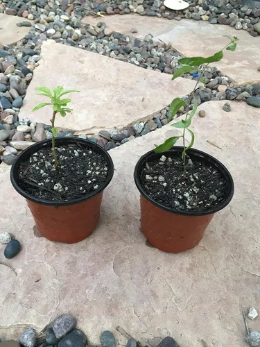 Plantas de bayas de Goji/Wolfberry (Lycium Barbarum) Incluye (4) cuatro plantas