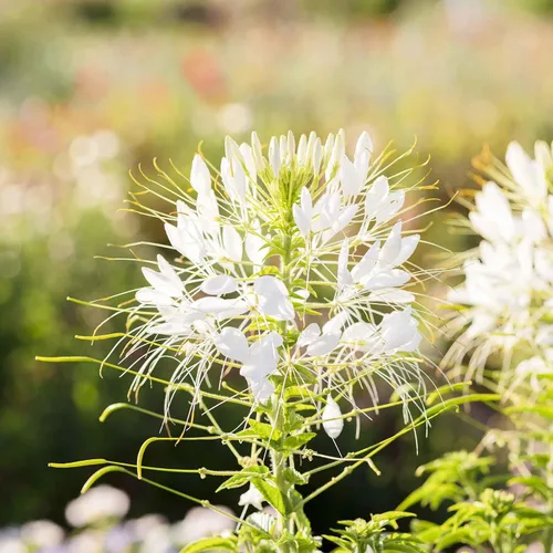 Miniatura 3 de Eden Brothers Cleome Seeds - Cherry Queen