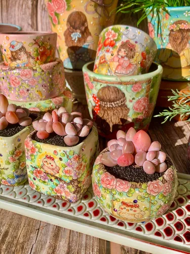 Miniatura 5 de xPachyveria Elaine - Kit de suculentas – con maceta de plástico, planta viva en racimo de 2 pulgadas, suelo comprimido y guía, para escritorio